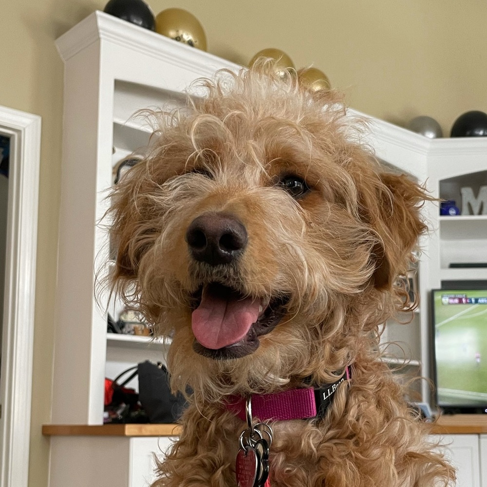 Meet your Posher, David